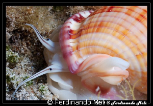 To notice the eyes of the gastropod (Phalium granulatum). by Ferdinando Meli 